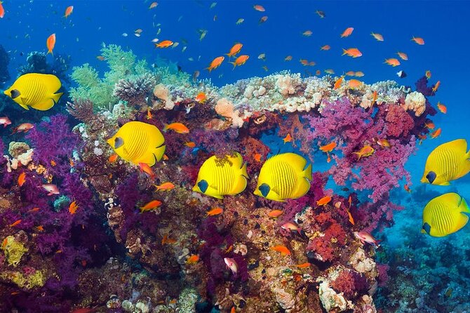 Blue Hole National Park, Canyon By Bus, Camel Ride, BBQ Lunch, - Sharm El Sheikh - Pickup Information and Logistics