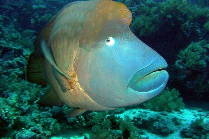 Blue Hole National Park, Canyon By Bus, Camel Ride, BBQ Lunch, - Sharm El Sheikh - Questions About Your Stay