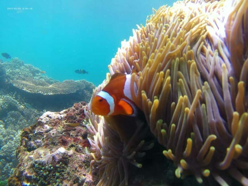 Blue Lagoon and Tanjung Jepun Snorkeling Tour - Final Thoughts