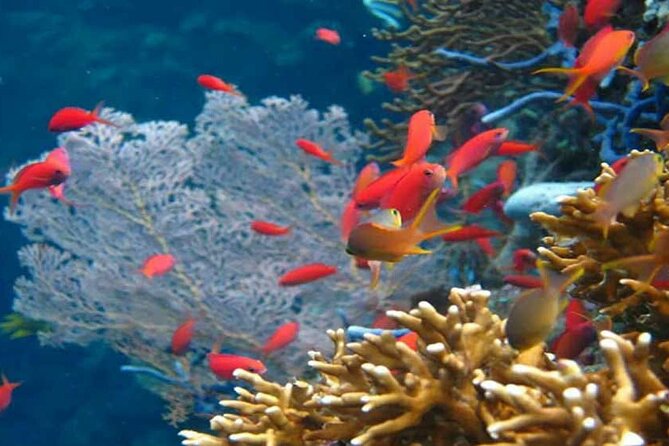 Blue Lagoon Bali Snorkeling Activities All Inclusive - Private Tour and Activity Details