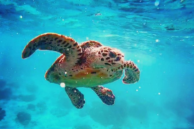 Blue Lagoon Bali Snorkeling With Optional Sightseeing Tour - Snorkeling Locations