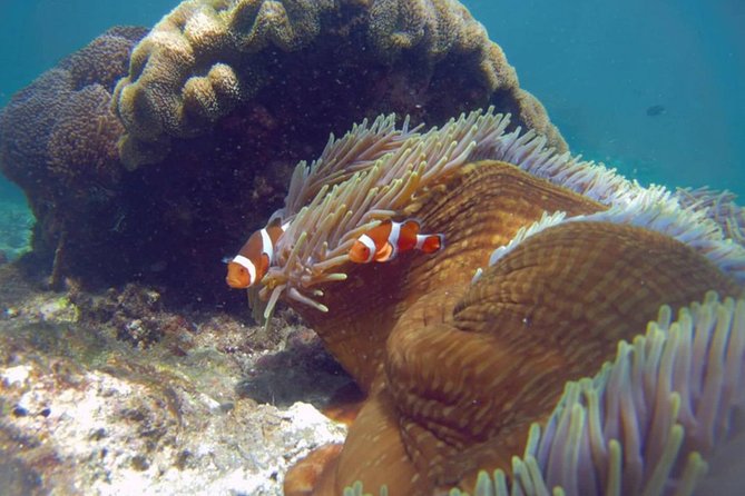 Blue Lagoon Bali Snorkeling With Optional Sightseeing Tour - Transportation and Duration