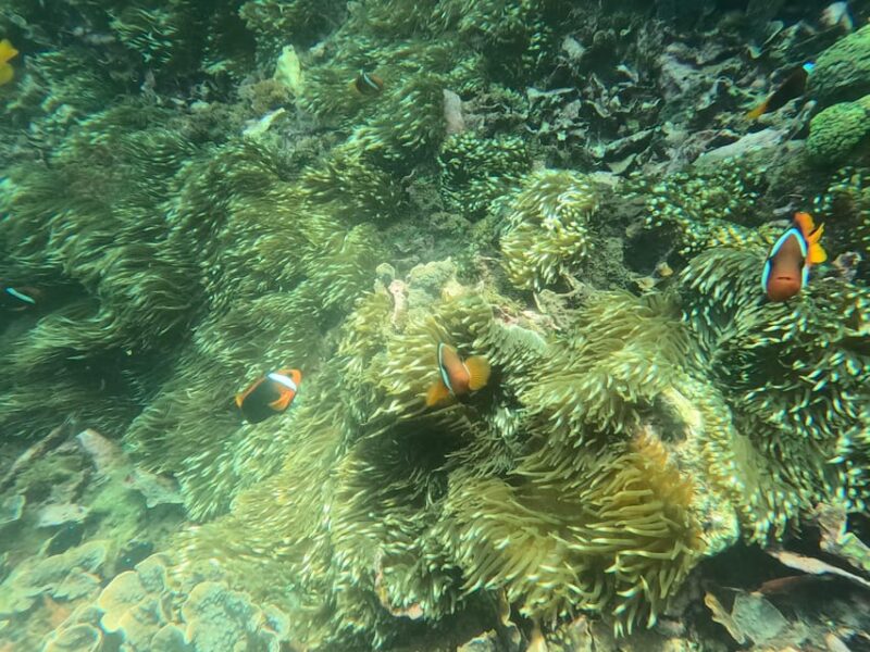 Blue Lagoon Snorkeling & Quad Bike Natural Track Adventure - Quad Bike Adventure Details