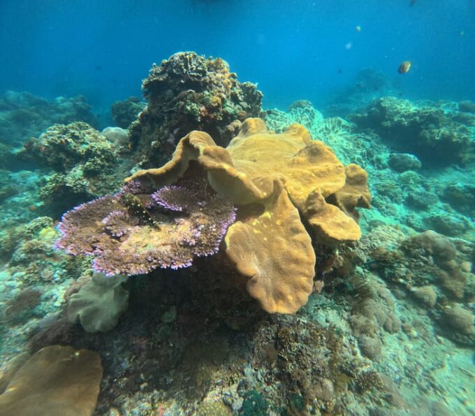 Blue Lagoon Snorkeling & Quad Bike Natural Track Adventure - Lunch and Refreshments