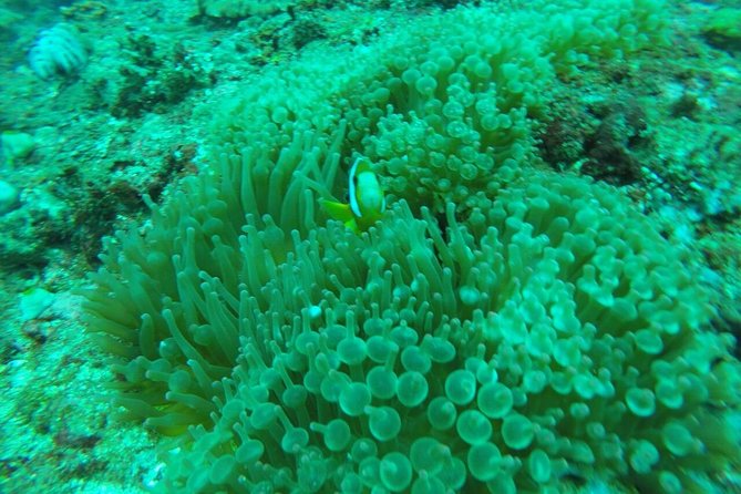 Blue Lagoon Snorkeling Sea Side Lunch And Transportation - Tour Inclusions