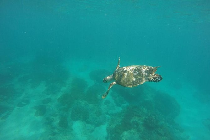 Blue Lagoon & Tanjung Jepun Snorkeling Private Tour - Additional Details