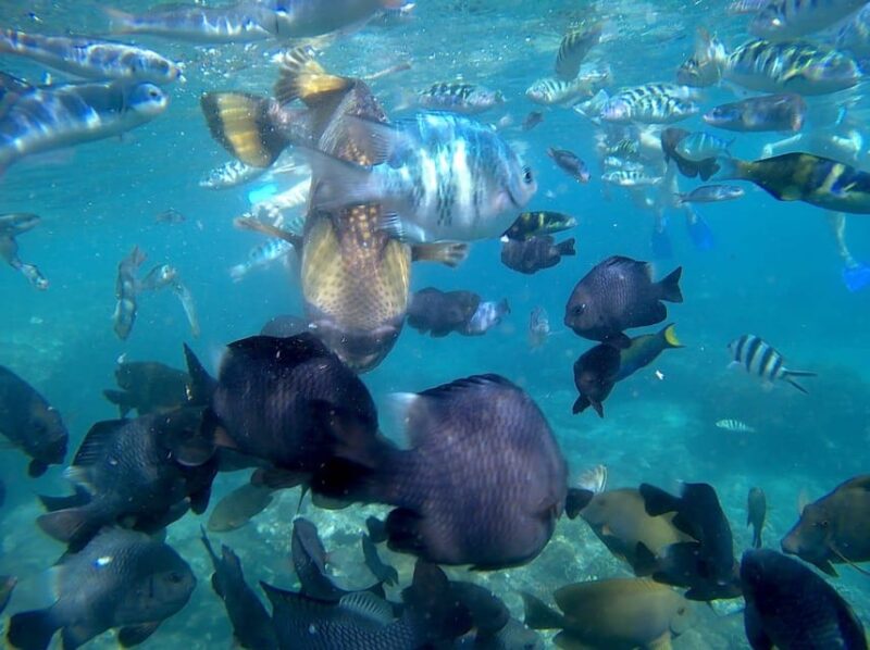 BLUE LAGOON & TANJUNG JEPUN SNORKELING TRIP WITH MEAL - Itinerary
