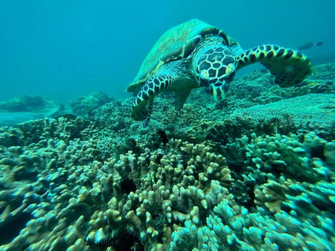 BLUE LAGOON & TANJUNG JEPUN SNORKELING TRIP WITH MEAL - Cancellation Policy