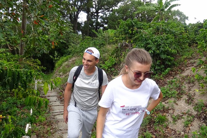 Blue Mountain Coffee and Sightseeing Tour - Coffee Tasting at Devon House