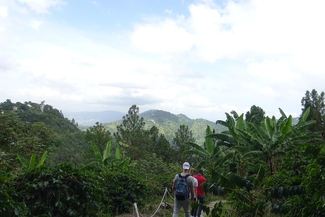 Blue Mountain Coffee and Sightseeing Tour - Traveler Experience and Reviews