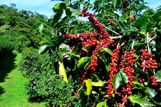 Blue Mountain Coffee Tour From Ocho Rios - About Your Stay