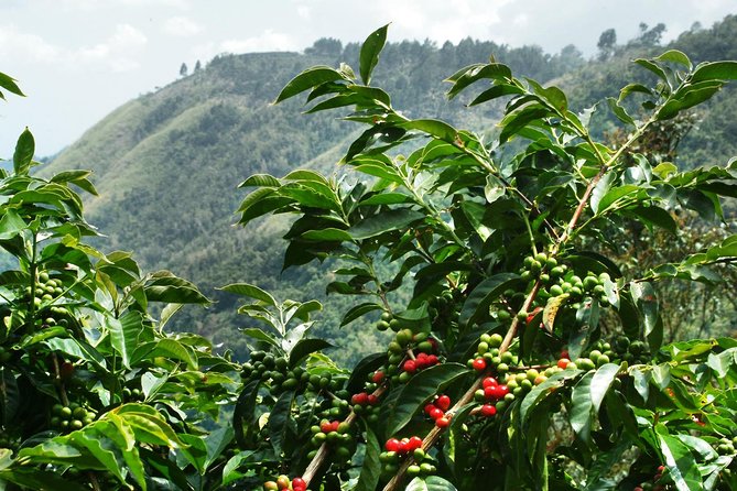 Blue Mountain Coffee Tour From Ocho Rios - Pickup Information