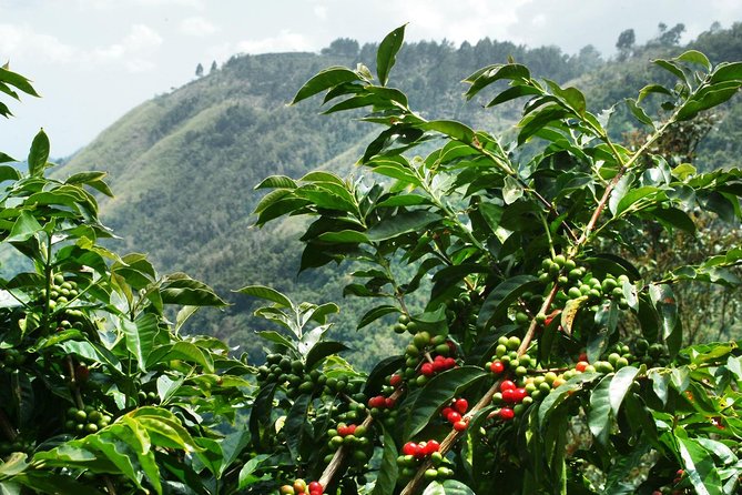 Blue Mountain Coffee Tour From Runaway Bay - About Your Stay