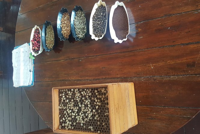 Blue Mountain Coffee Tour From Runaway Bay - Tour Experience