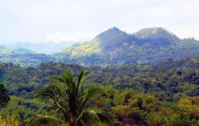 Blue Mountain Peak Hiking Tour From Kingston - About Your Stay
