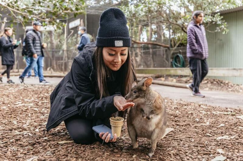 Blue Mountain Small Group Scenic World, Wildlife, Waterfall - Key Points