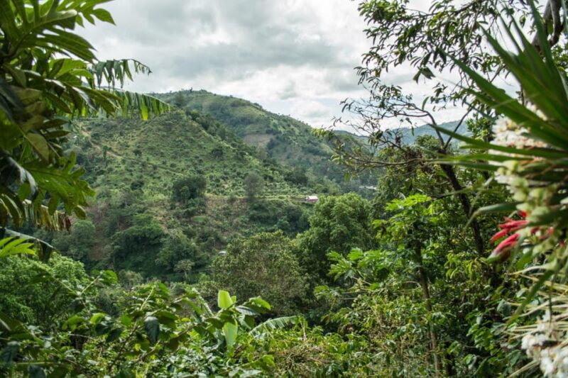 Blue Mountain Tour: a Half-Day Escape From Kingston - Booking Information