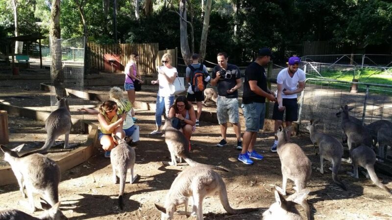Blue Mountains: Aboriginal Experience Day Tour - Tour Highlights
