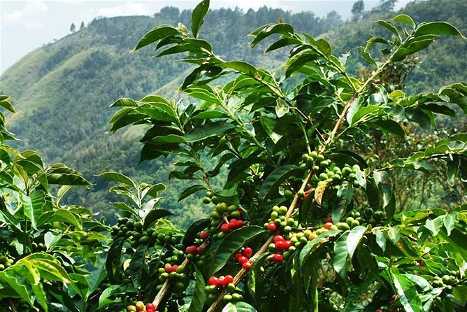 Blue Mountains Coffee Private Tour From Kingston - Coffee Education and Tasting