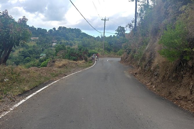 Blue Mountains Coffee Private Tour From Kingston - Customer Reviews and Experiences
