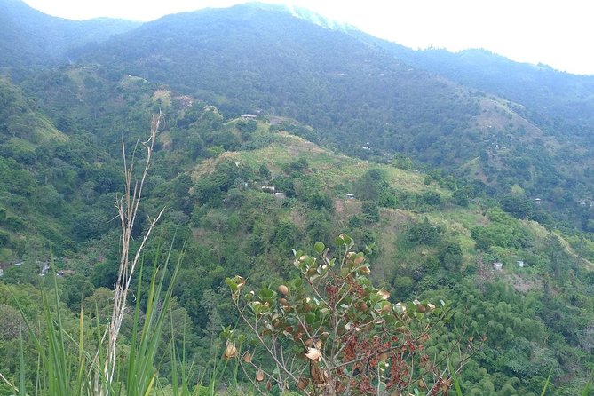 Blue Mountains Coffee Private Tour From Kingston - Coffee Plantation Insights