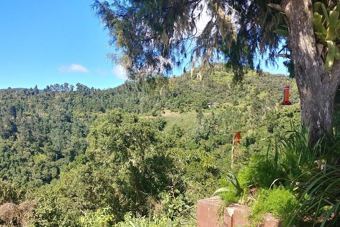 Blue Mountains Coffee Private Tour From Kingston - Optional Tour Extensions