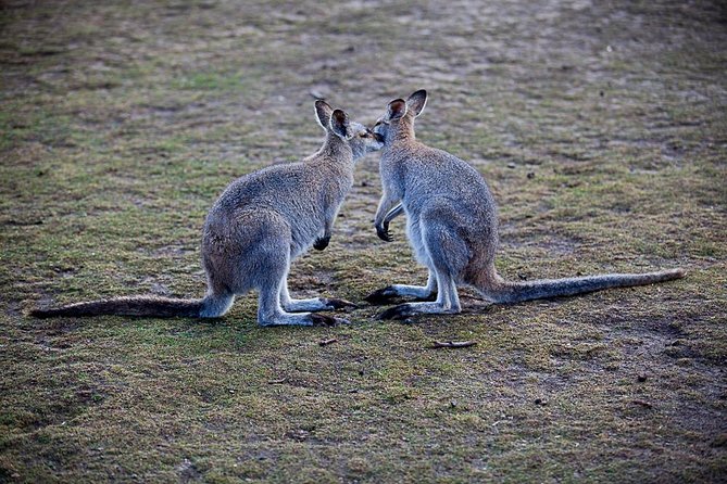 Blue Mountains Deluxe Small-Group Eco Wildlife Tour From Sydney - Customer Feedback