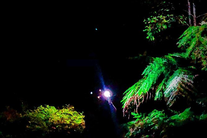 Blue Mountains Hiking Glow Worms Cave Wildlife Spotlighting Night Adventure - Accessibility and Fitness Level