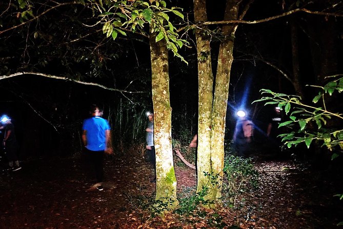 Blue Mountains Hiking Glow Worms Cave Wildlife Spotlighting Night Adventure - Departure Time and Duration
