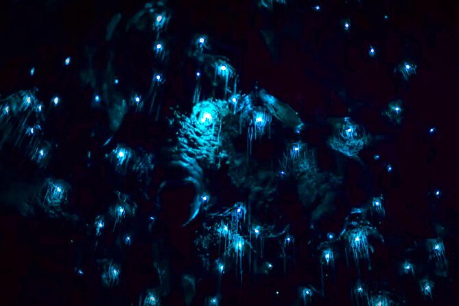 Blue Mountains Hiking Glow Worms Cave Wildlife Spotlighting Night Adventure - Booking and Reservations