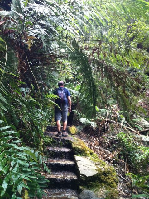 Blue Mountains: Inside a World Heritage National Park - Wentworth Falls Circuit