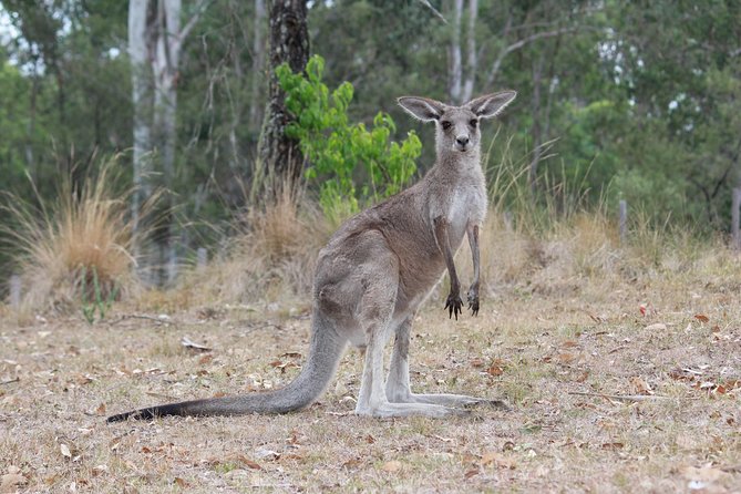 Blue Mountains Number 1 Day Tour Includes the Three Sisters - Key Points