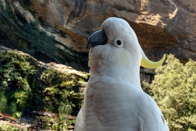 Blue Mountains Private Tour - Accessibility and Safety