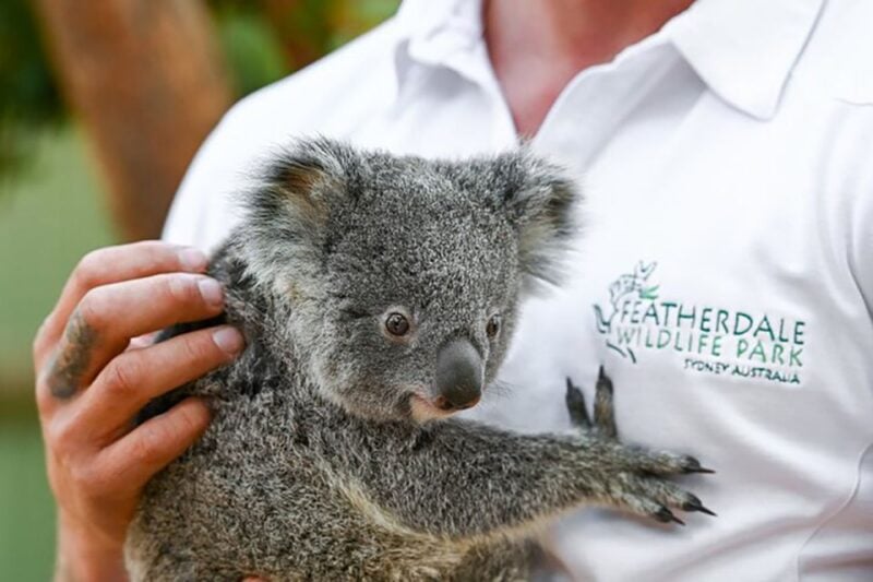 Blue Mountains: Private Tour With Wildlife and River Cruise - Three Sisters Rock Formation
