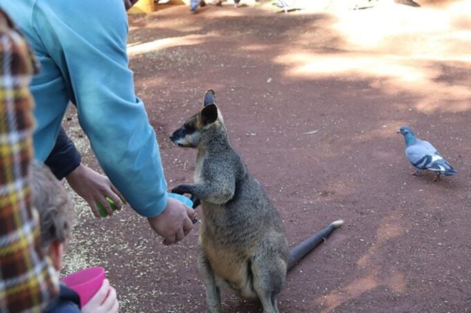 Blue Mountains: Private Tour With Wildlife and River Cruise - Policies and Booking