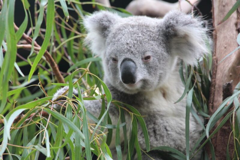 Blue Mountains Private Tour With Wildlife Park - Inclusion and Exclusion