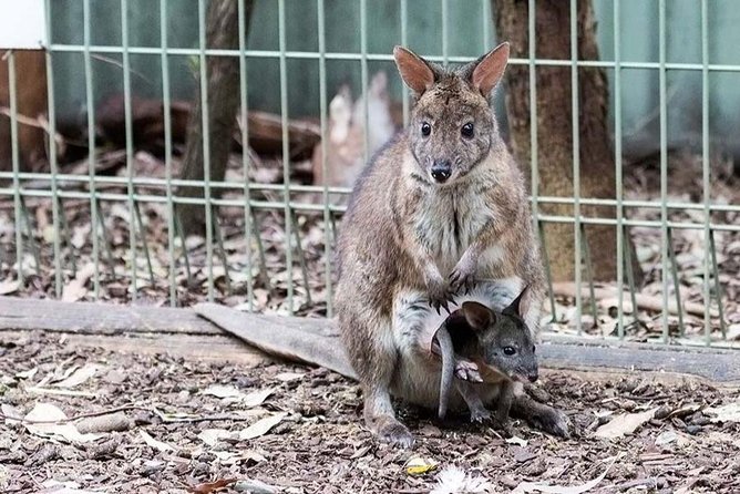 Blue Mountains Private Tours From Sydney & See Koalas & Kangaroos - Transportation Details