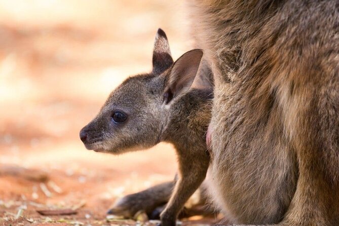 Blue Mountains Private Tours From Sydney & See Koalas & Kangaroos - Booking and Pricing