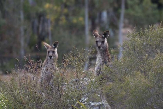 Blue Mountains Small-Group Insider Tour From Sydney - Visiting Featherdale Wildlife Park