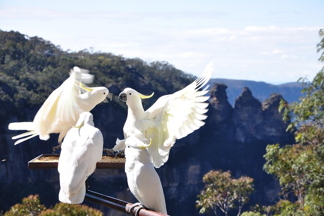 Blue Mountains Small-Group Tour From Sydney With Scenic World,Sydney Zoo & Ferry - Tour Timing and Departure