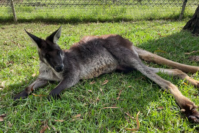 Blue Mountains Wildlife Full-Day Sights and Hiking From Sydney - Scenic Viewpoints