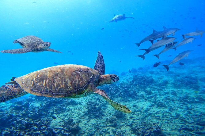 [Blue Ocean Snorkeling] Waikiki Turtle Canyon Snorkeling 6 in 1 - Accessibility and Restrictions