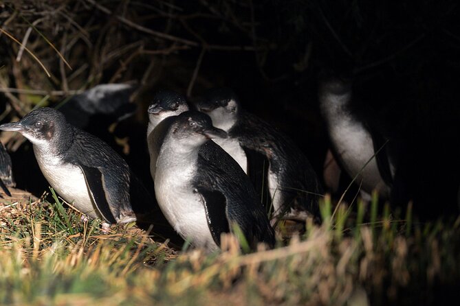 Blue Penguins Pukekura- Late Tour Penguin Viewing - Inclusions