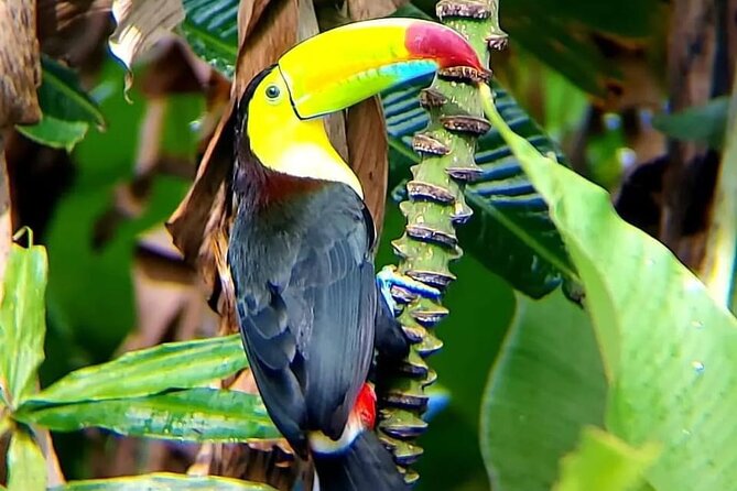 Blue River Waterfall and Rainforest Full Day Tour - Pick-up and Start Time