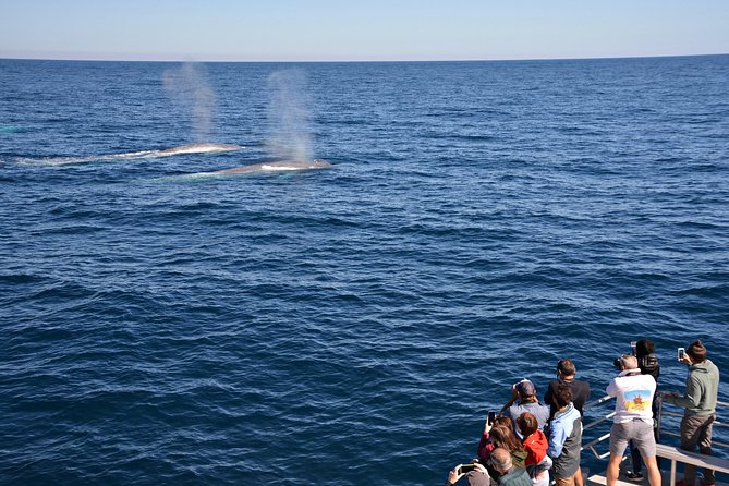 Blue Whale Perth Canyon Expedition - Location and Duration