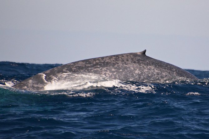 Blue Whale Perth Canyon Expedition - Tour Activities