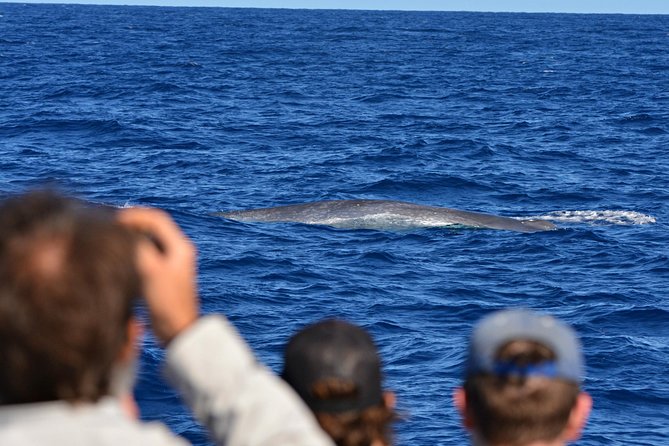 Blue Whale Perth Canyon Expedition - Accessibility and Preparation