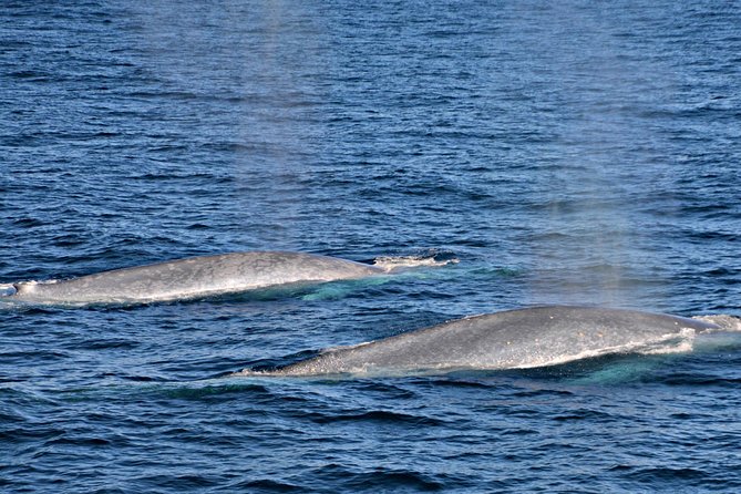 Blue Whale Perth Canyon Expedition - Customer Feedback