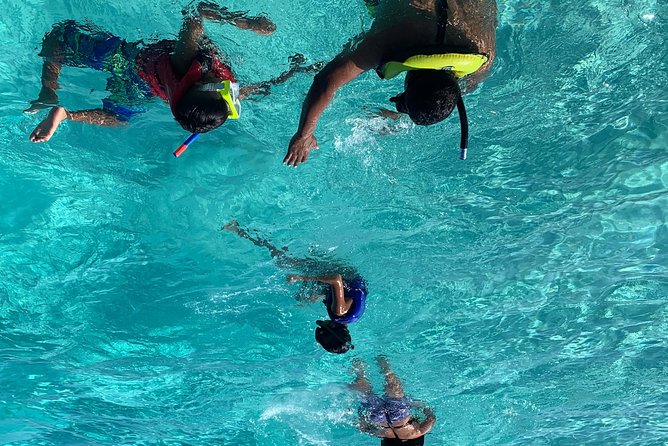Bluefinn242 Swim With the Turtles in Nassau Bahamas - Booking and Availability