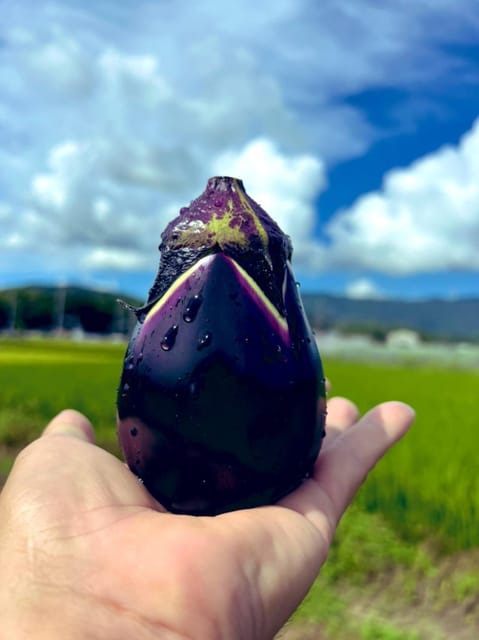 BNR NIGHT FARM - Harvesting Traditional Kyoto Vegetables